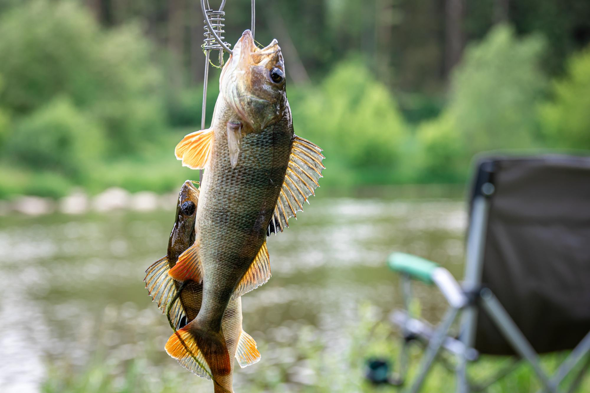 penyakit ikan air tawar
