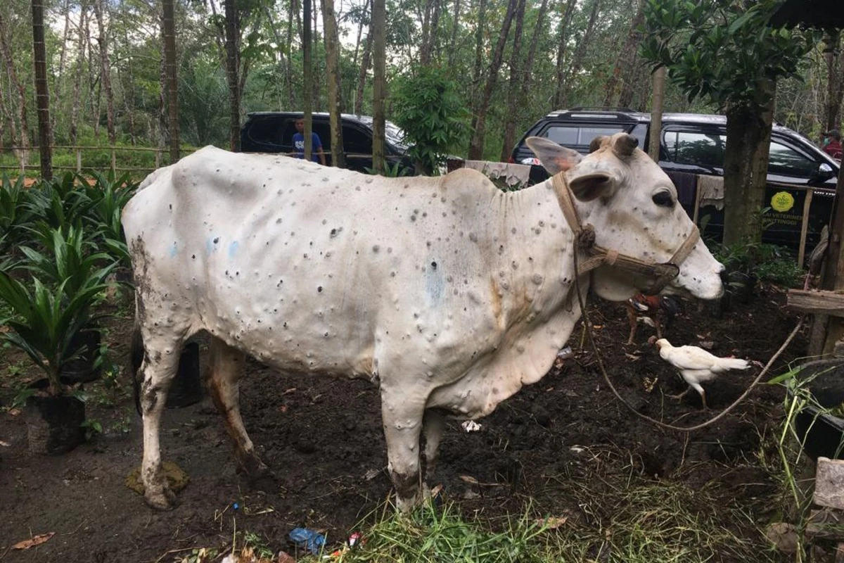 penyakit sapi lato lato