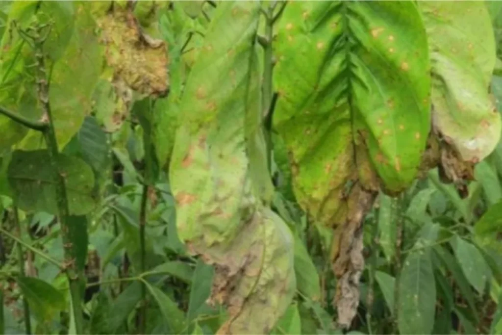 penyakit tanaman karet