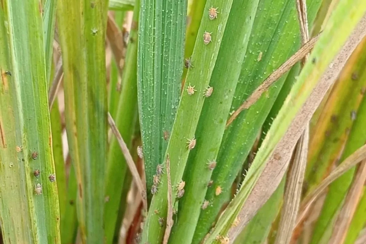 penyakit wereng pada padi