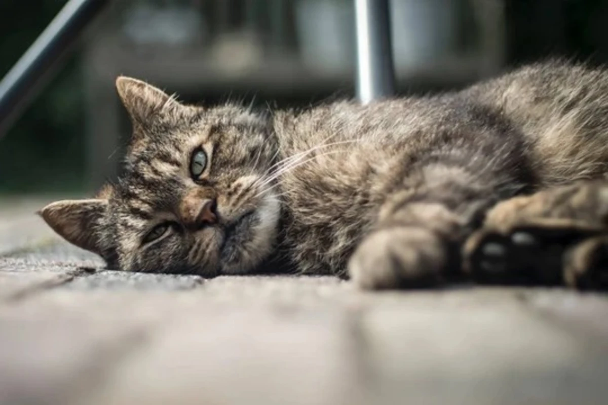 perut kembung pada kucing