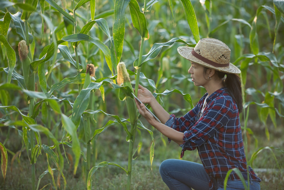 pupuk jagung agar berbuah besar