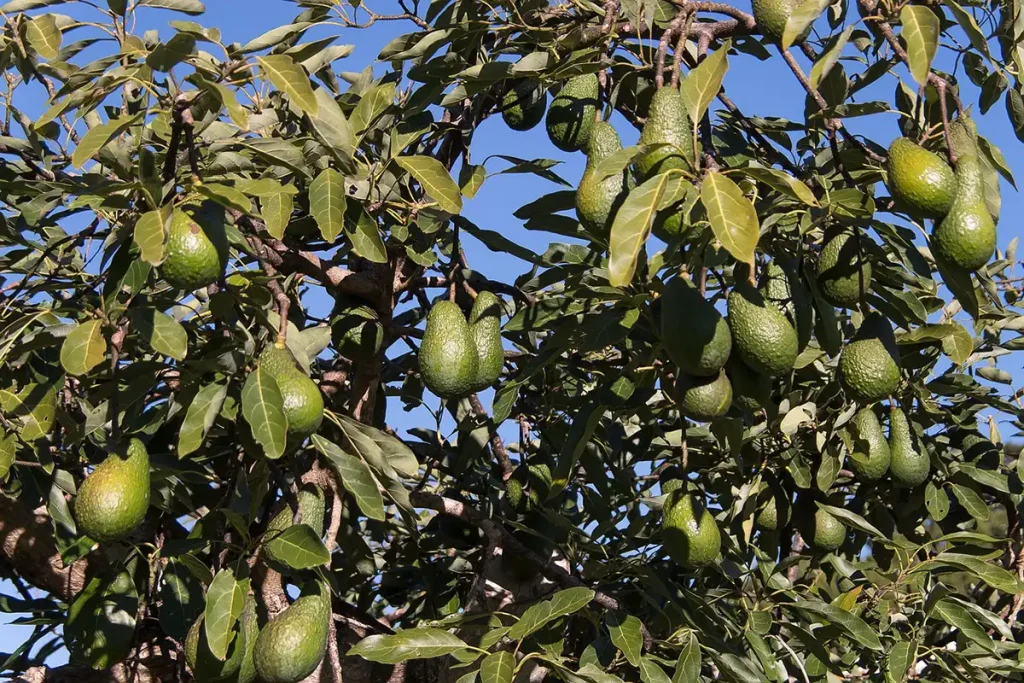 Pupuk Pembesar Buah Alpukat, Tingkatkan Kualitas Panen