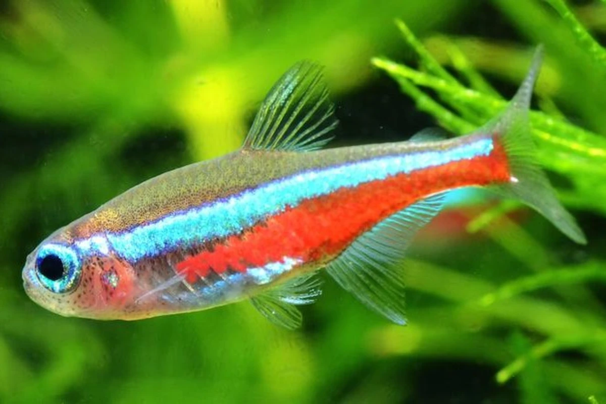 cara budidaya ikan cardinal tetra