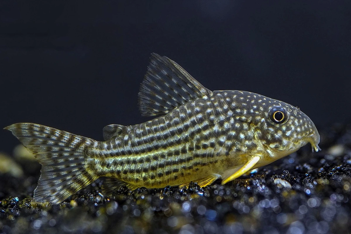 cara budidaya ikan corydoras