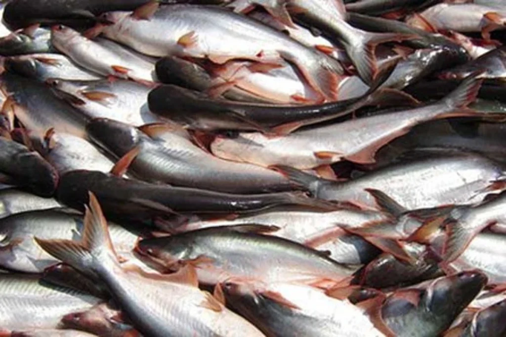 cara budidaya ikan patin di kolam terpal