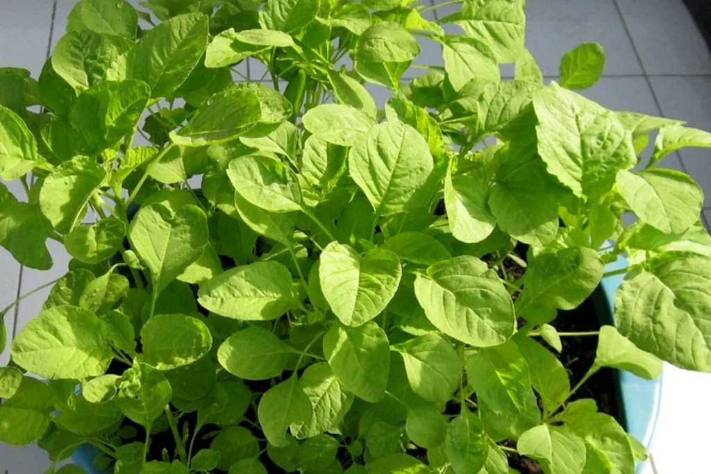 cara menanam bayam di polybag