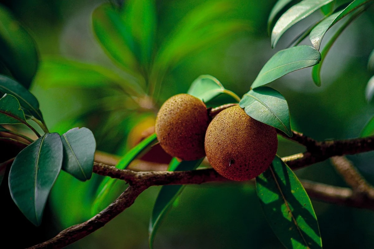 cara mencangkok sawo