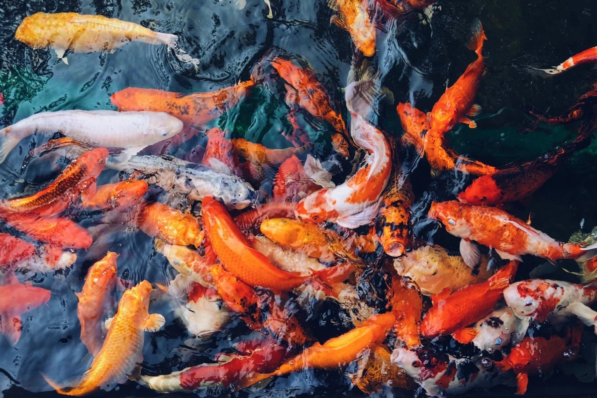 cara mengatasi ikan koi stress