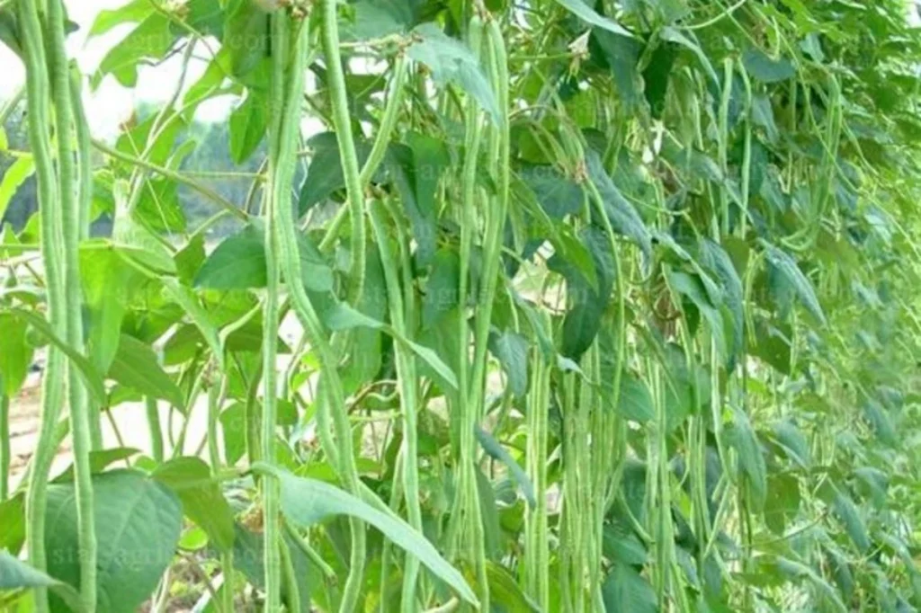 cara merawat kacang panjang agar berbuah lebat