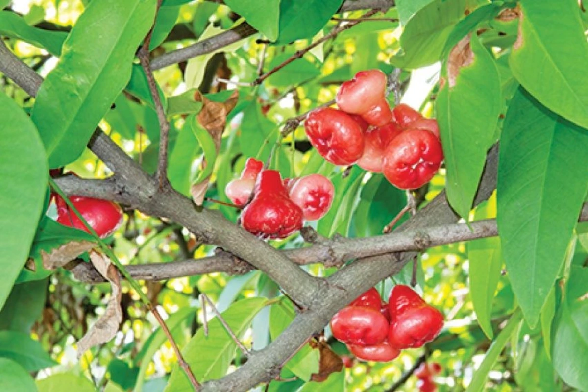 cara stek pohon jambu air