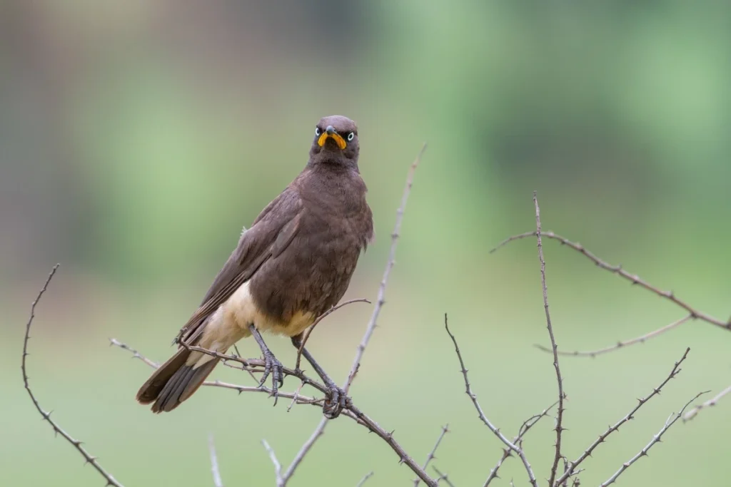 cara ternak burung kutilang