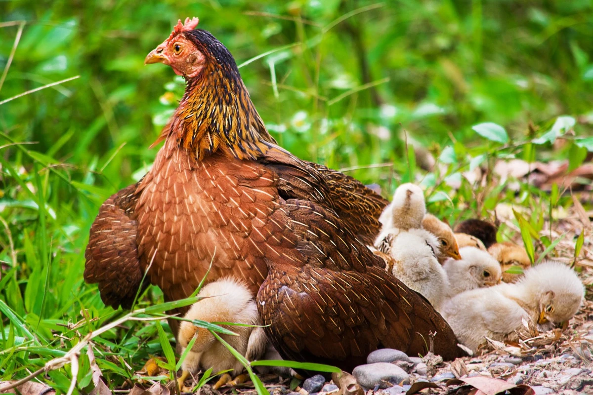 ciri ciri ayam mau bertelur