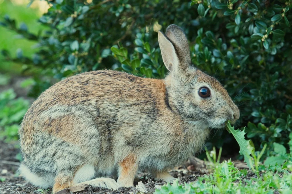 ciri ciri kelinci mau melahirkan