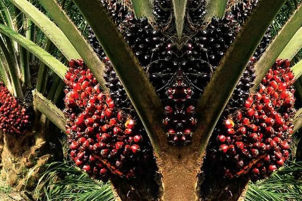 pupuk agar sawit tidak trek