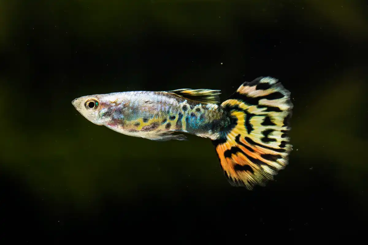 6 Penyakit pada Ikan Guppy & Cara Mengobatinya yang Efektif