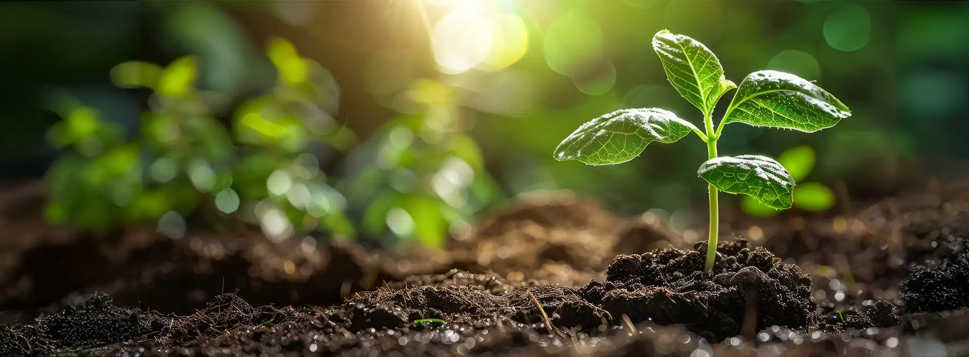 Gambar banner tanah yang asri dan subur dengan tumbuhan hijau berkat pembenah tanah organik GDM Black BOS (Bio Organic Stimulant)
