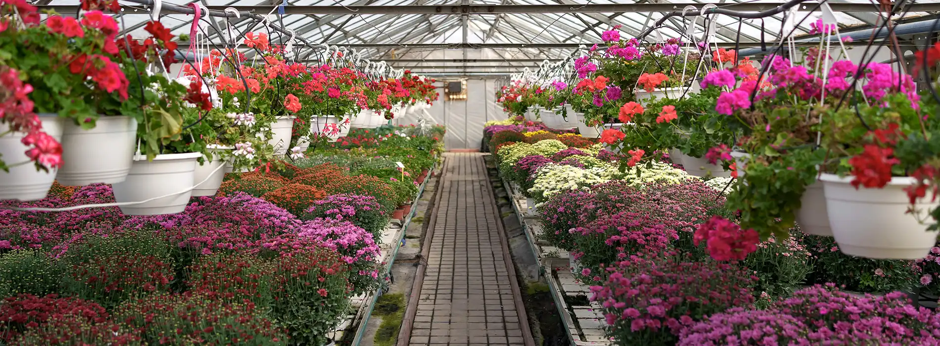 Gambar banner desktop kebun tanaman hias yang asri dan berwarna cerah setelah menggunakan pupuk organik cair spesialis tanaman hias GDM