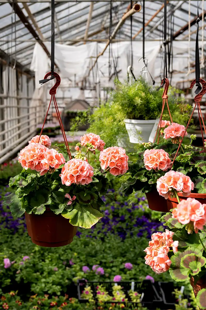 Gambar banner mobile kebun tanaman hias yang asri dan berwarna cerah setelah menggunakan pupuk organik cair spesialis tanaman hias GDM