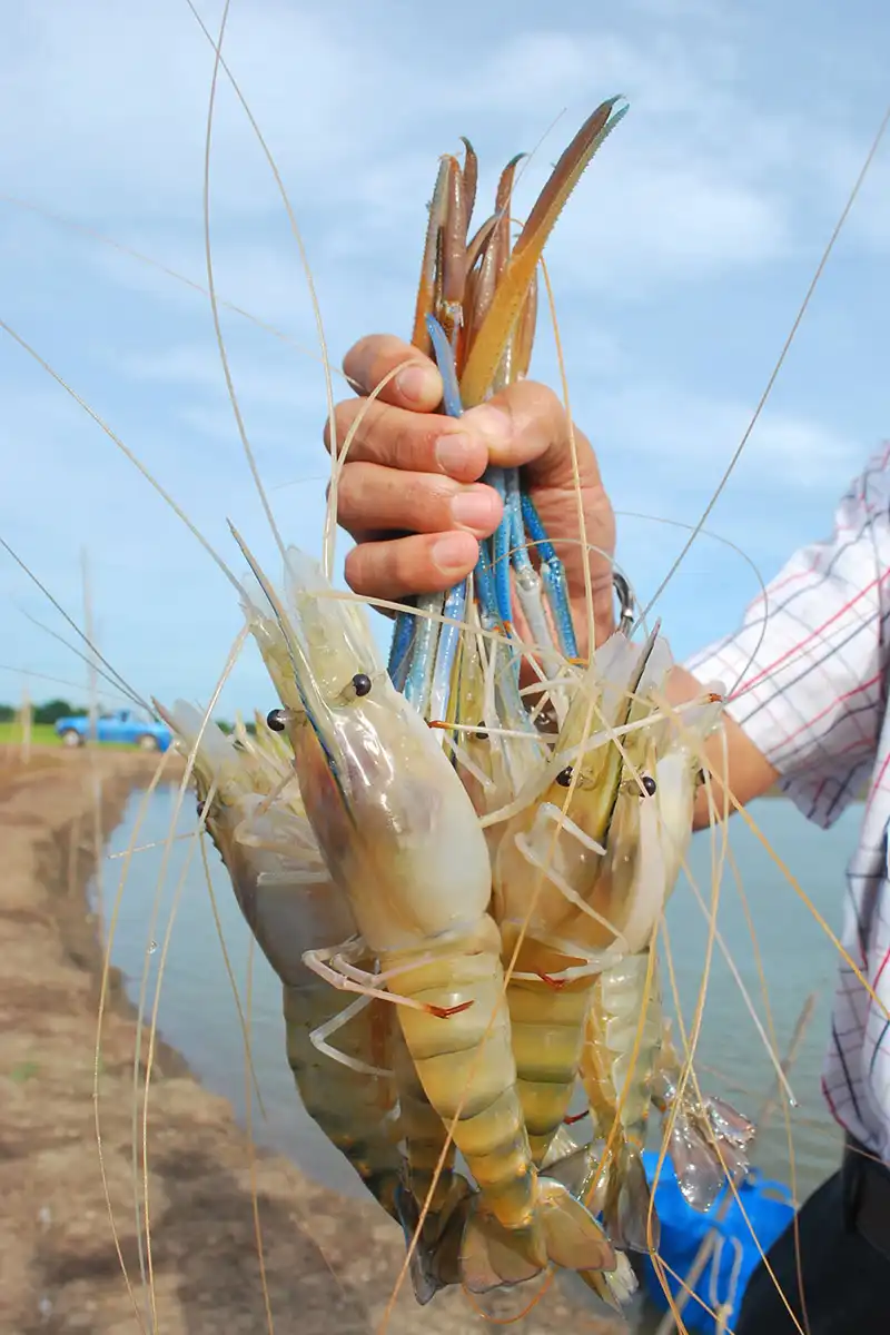 Banner udang yang sehat, gemuk, dan berkualitas hasil dari penggunaan suplemen organik cair GDM spesialis perikanan dan perairan