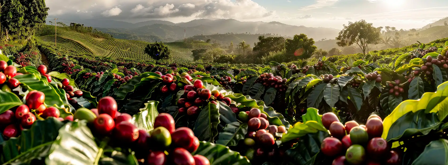 Gambar background desktop kebun yang asri dan hijau setelah menggunakan pupuk organik cair spesialis perkebunan dari GDM