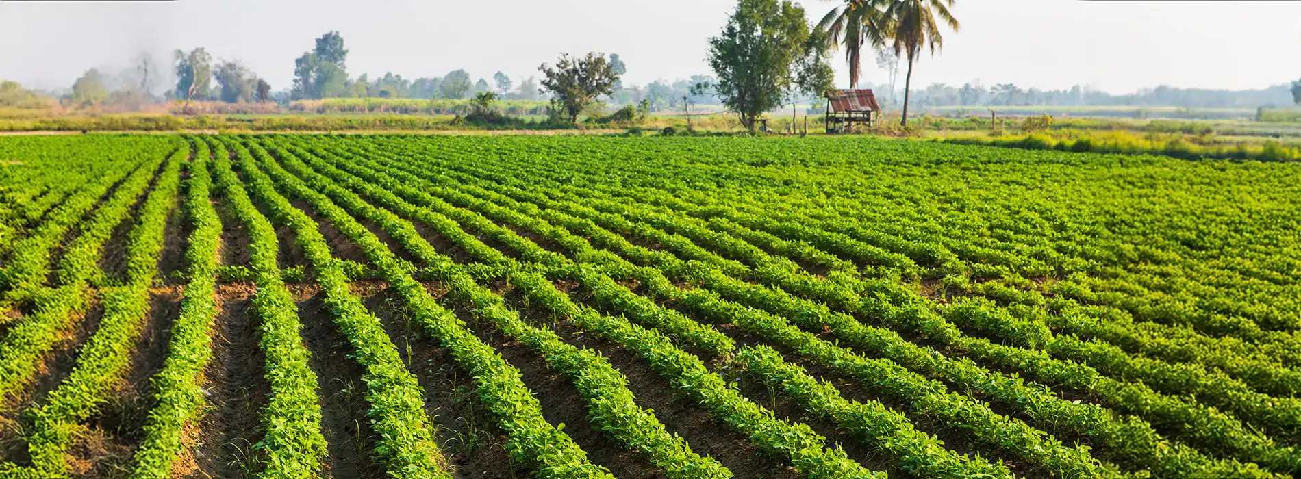 Gambar background lahan yang subur dan asri berkat pupuk organik granule (POG) GDM