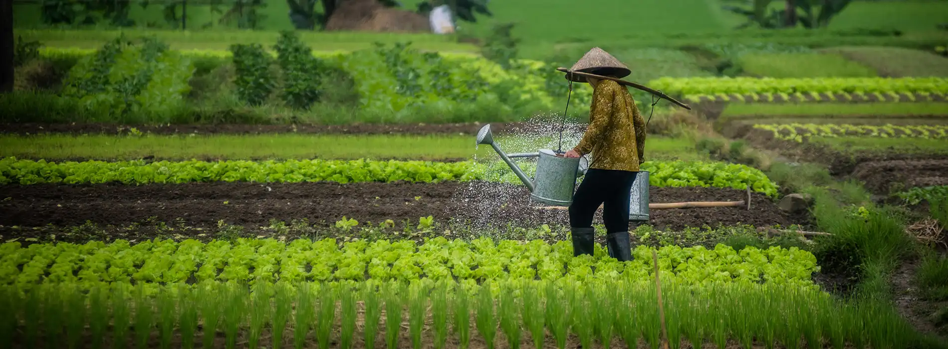 Gambar petani yang sedang menyiram padi dengan tambahan pupuk organik cair spesialis tanaman pangan dan sayur dari GDM