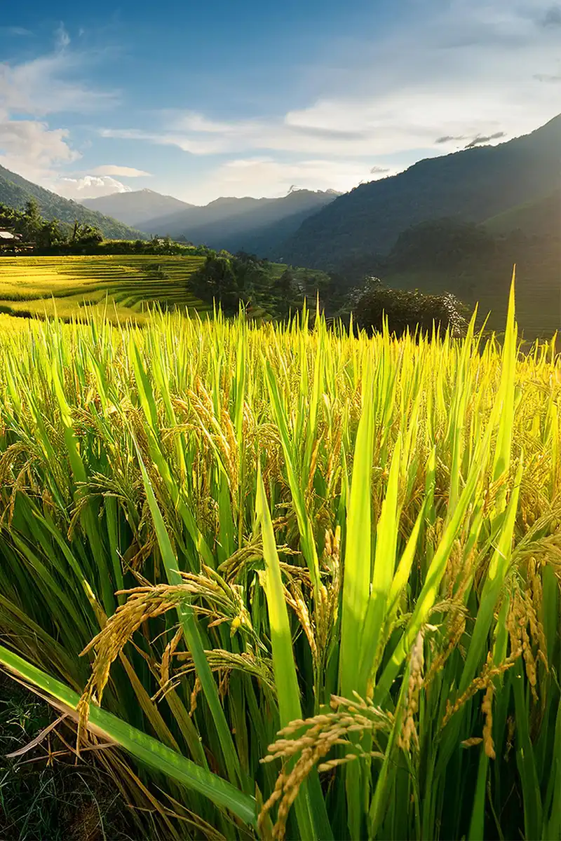 Gambar sawah yang hijau, asri, dan subur setelah menggunakan pupuk organik cair spesialis tanaman pangan dan sayur GDM