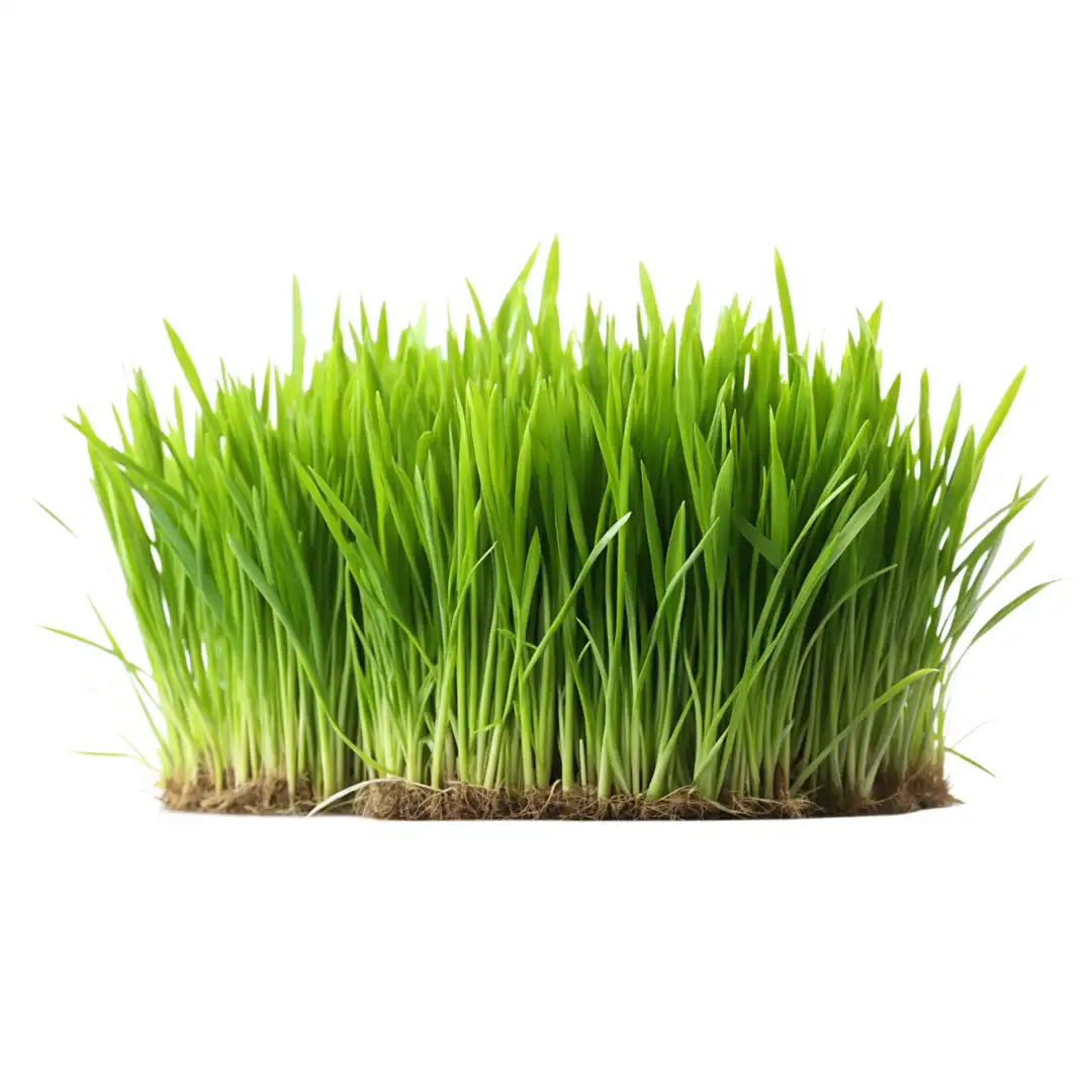 Gambar tanaman yang hijau, subur, dan asri setelah menggunakan pupuk organik cair GDM spesialis tanaman pangan dan sayur