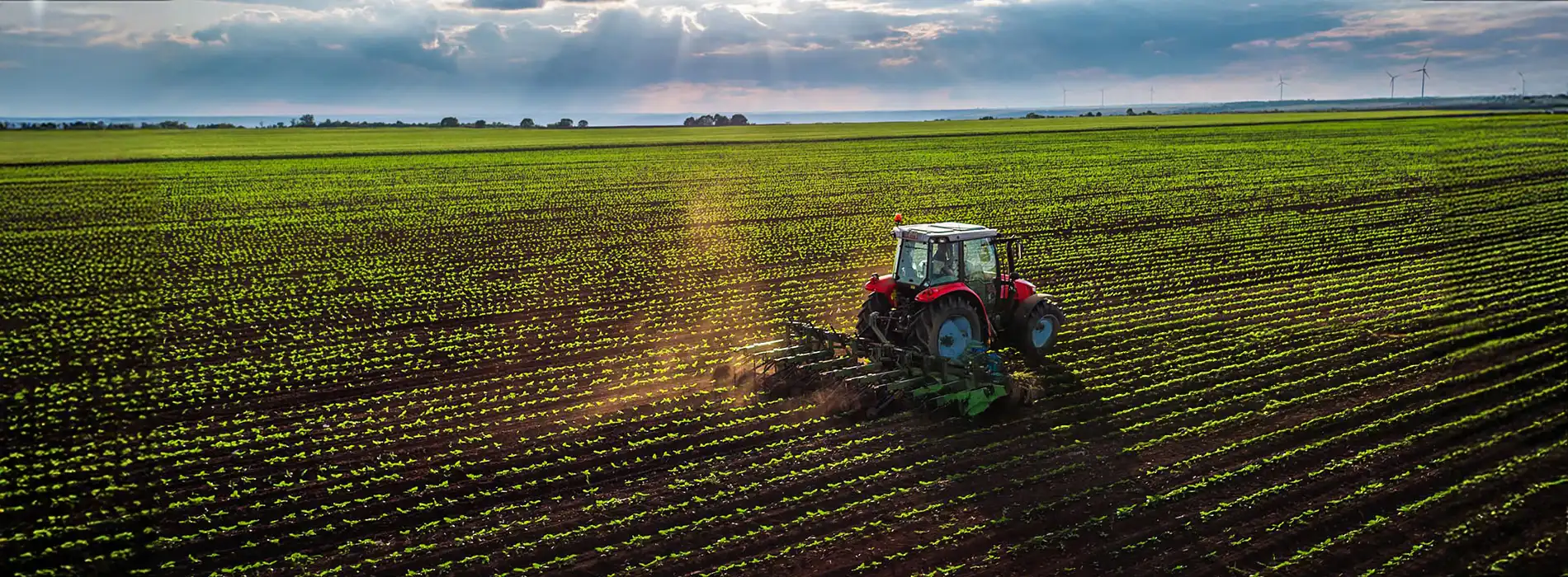 Gambar background lahan pertanian yang asri, subur, dan berkualitas berkat pupuk bio organic granule GDM Same