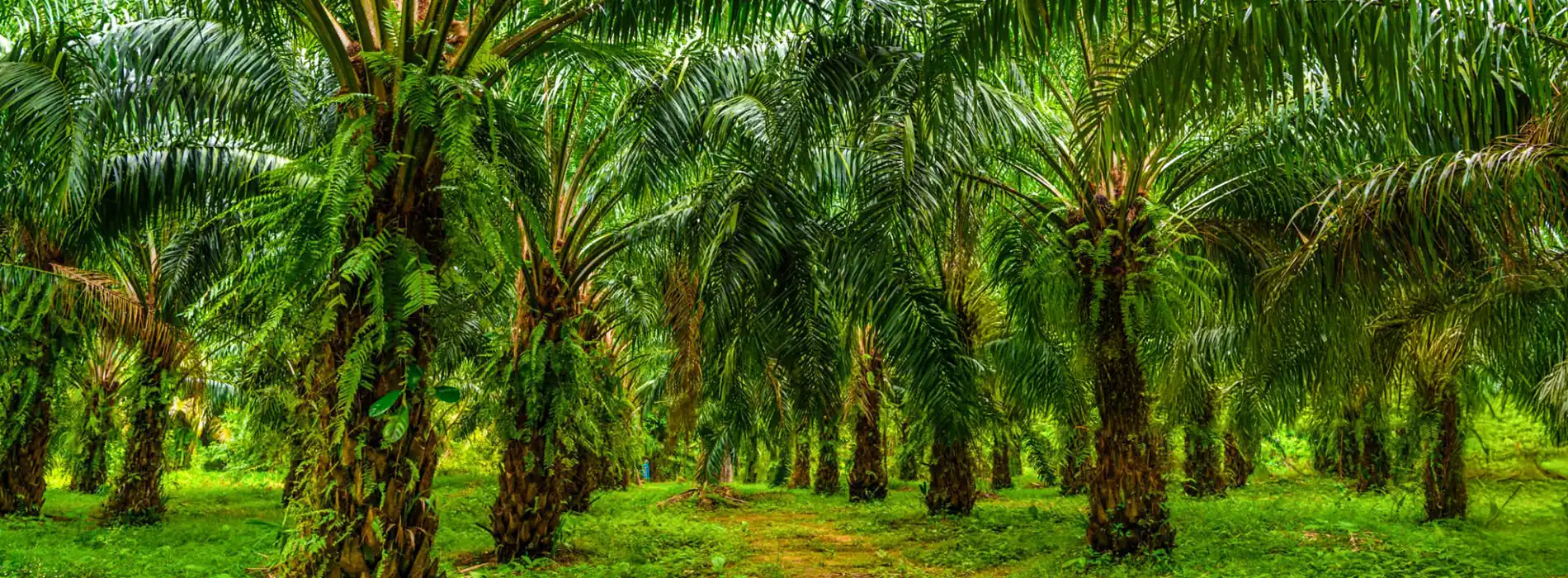 Gambar banner desktop kebun sawit yang asri dan subur dengan hasil panen berkualitas hasil penggunaan pupuk organik cair GDM spesialis kelapa sawit