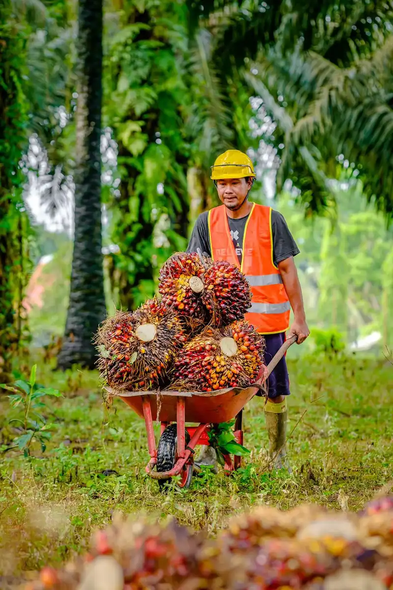Gambar banner mobile pekebun dengan hasil panen sawit berkualitas berkat penggunaan pupuk organik cair GDM spesialis kelapa sawit