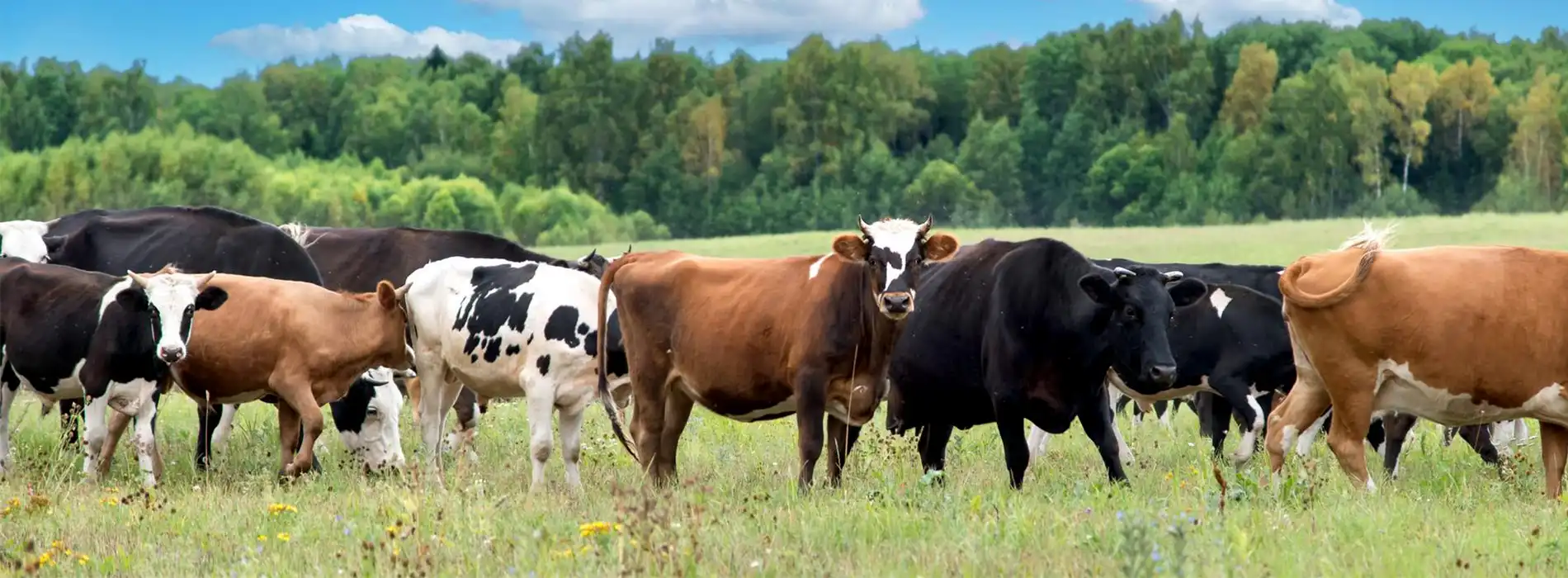 Gambar banner desktop sapi yang sehat dan gemuk di hamparan lapangan hijau hasil dari penggunaan suplemen organik cair spesialis peternakan dari GDM