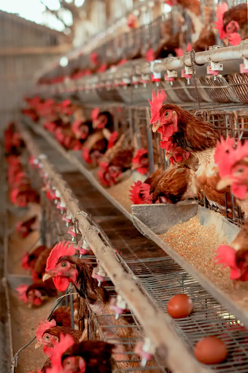 Gambar banner mobile ayam yang sehat dan gemuk hasil dari penggunaan suplemen organik cair spesialis peternakan dari GDM