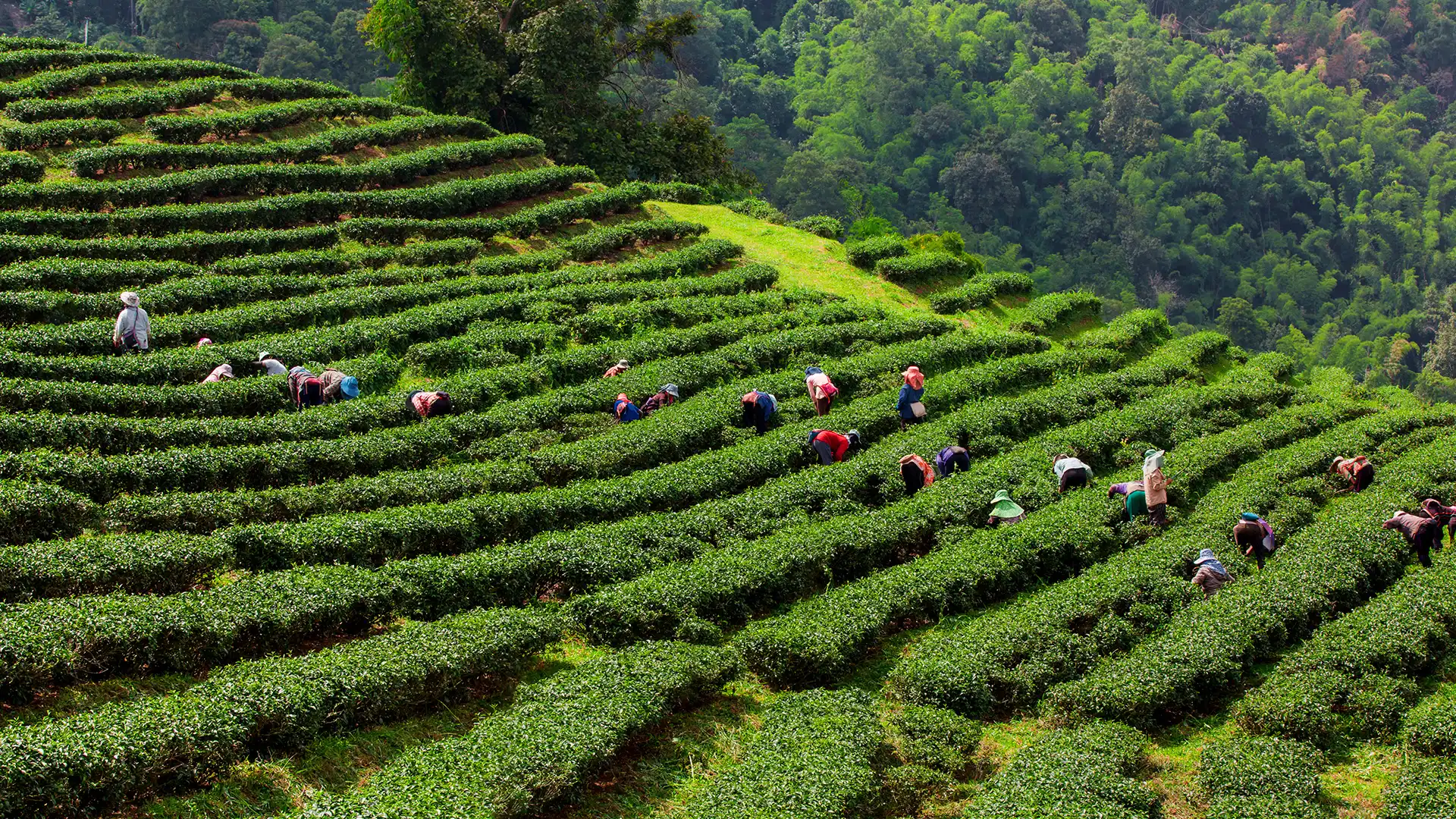 Gambar background desktop petani dan mitra GDM yang puas dengan hasil panen pupuk organik GDM