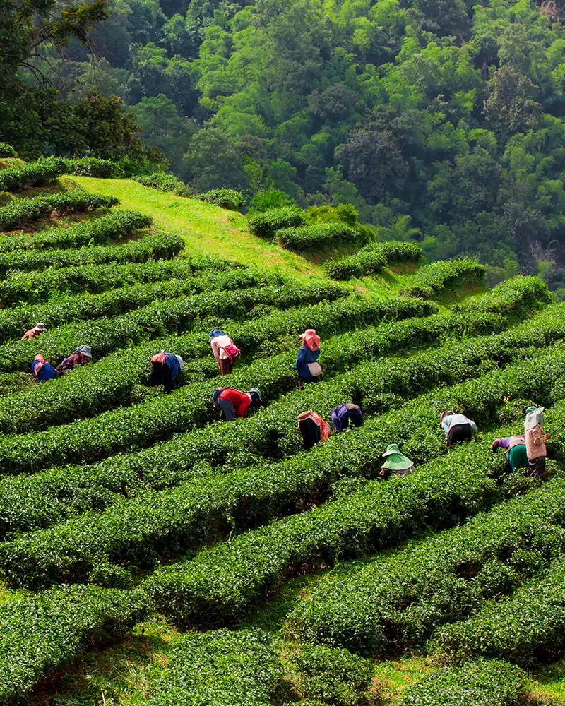 Gambar background mobile petani dan mitra GDM yang puas dengan hasil panen pupuk organik GDM