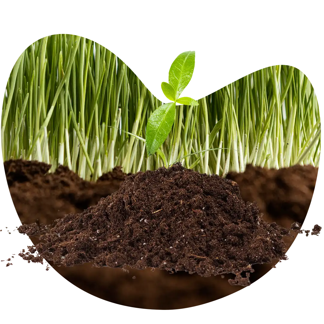 Gambar contoh tanah yang subur berkat manfaat dari pembenah tanah organik GDM Bio Organic Stimulant (GDM Black BOS)