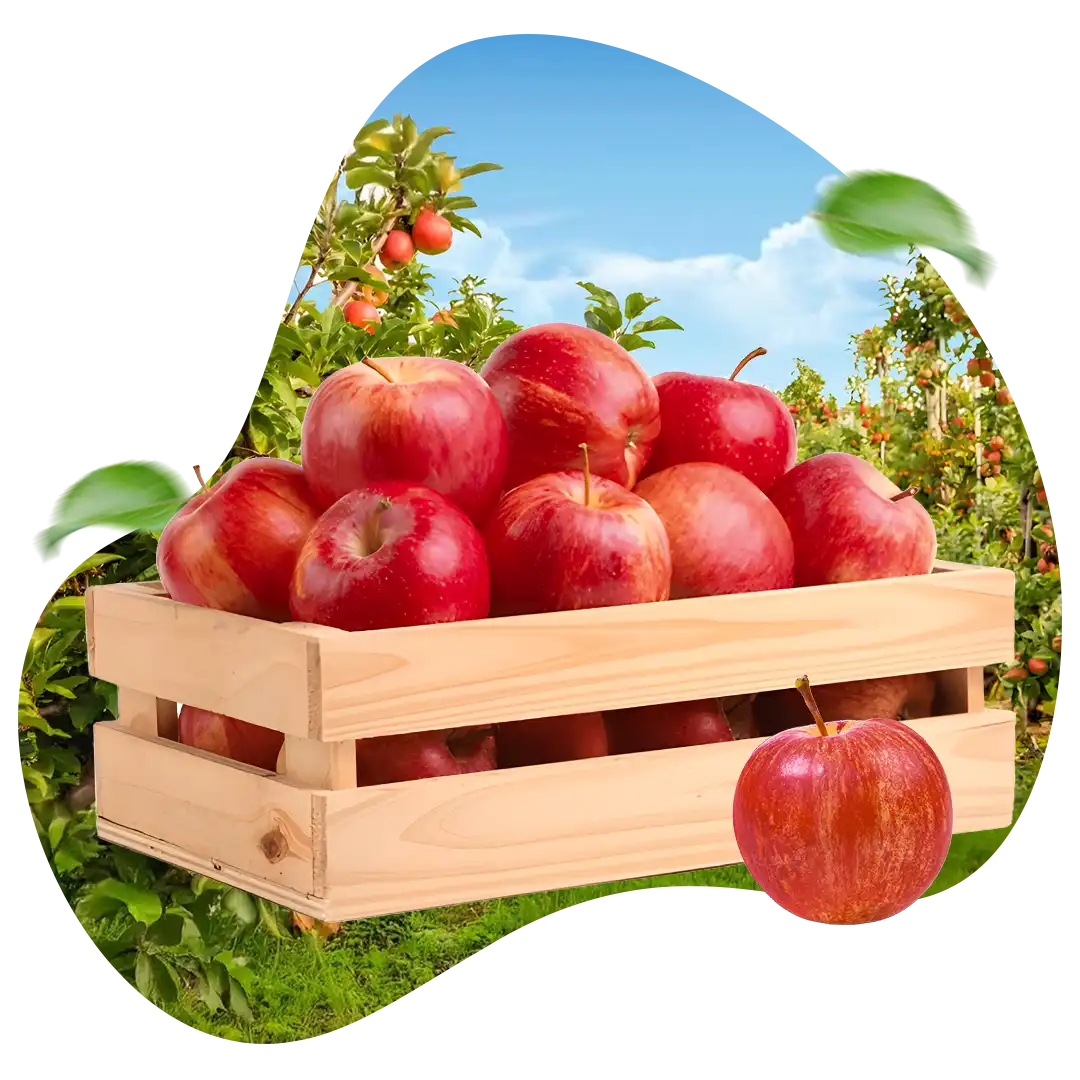 Gambar buah apel yang segar dan berkualitas hasil panen dari penggunaan pupuk organik cair GDM spesialis buah buah an