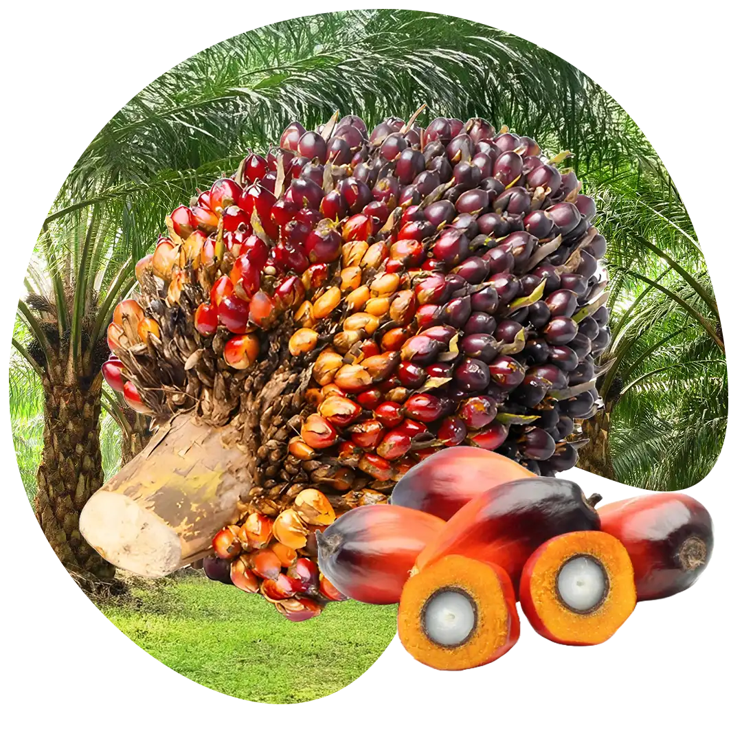 Gambar hasil panen kelapa sawit yang berkualitas tinggi setelah menggunakan pupuk organik cair spesialis kelapa sawit dari GDM