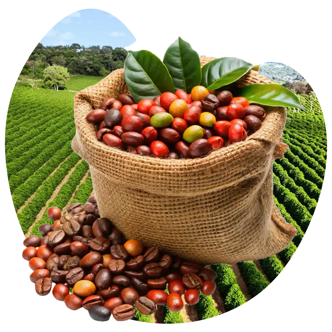 Gambar hasil panen kopi berkualitas yang meggunakan pupuk organik cair GDM spesialis perkebunan