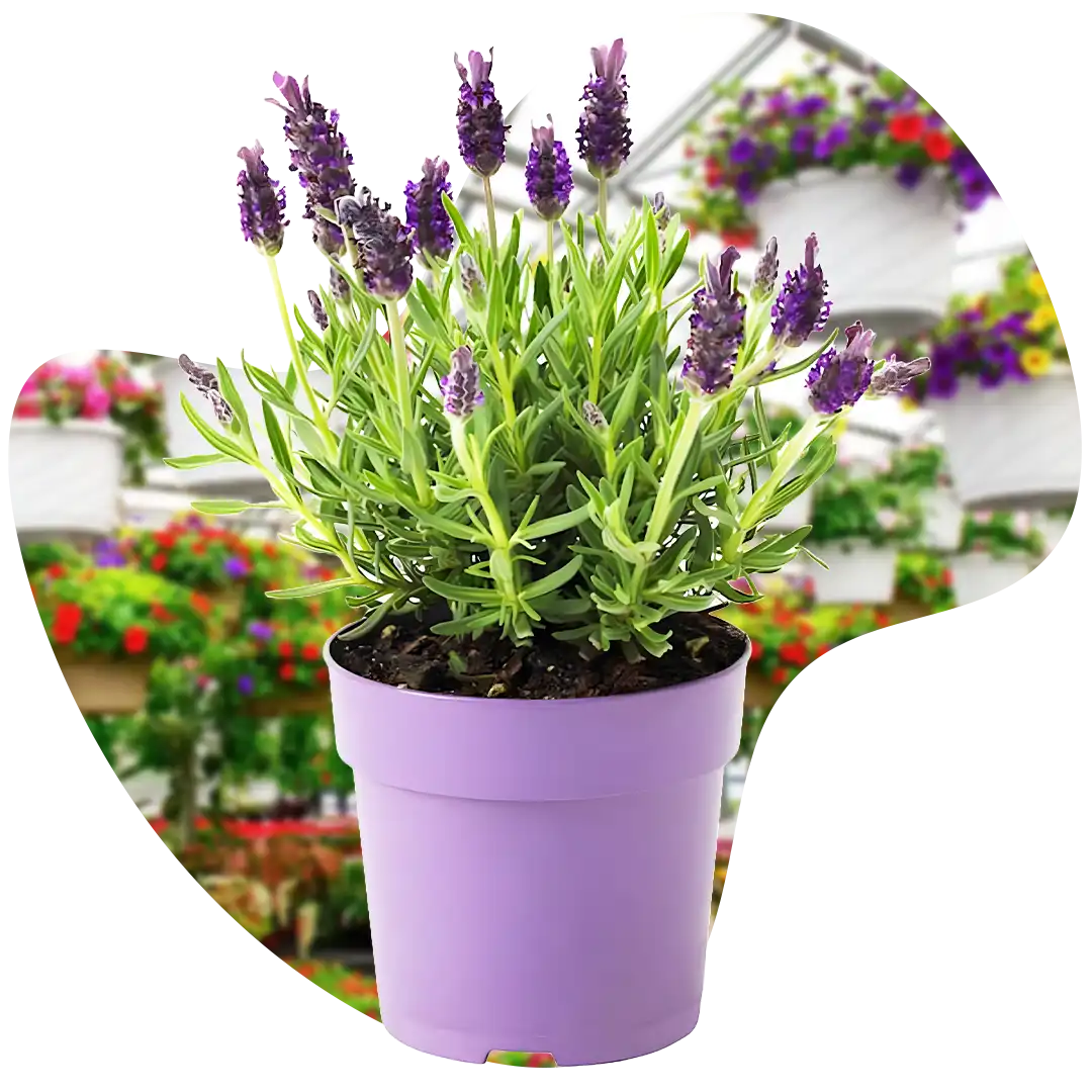 Gambar tanaman hias yang tumbuh dengan subur dengan warna cerah setelah menggunakan pupuk organik cair spesialis tanaman hias GDM