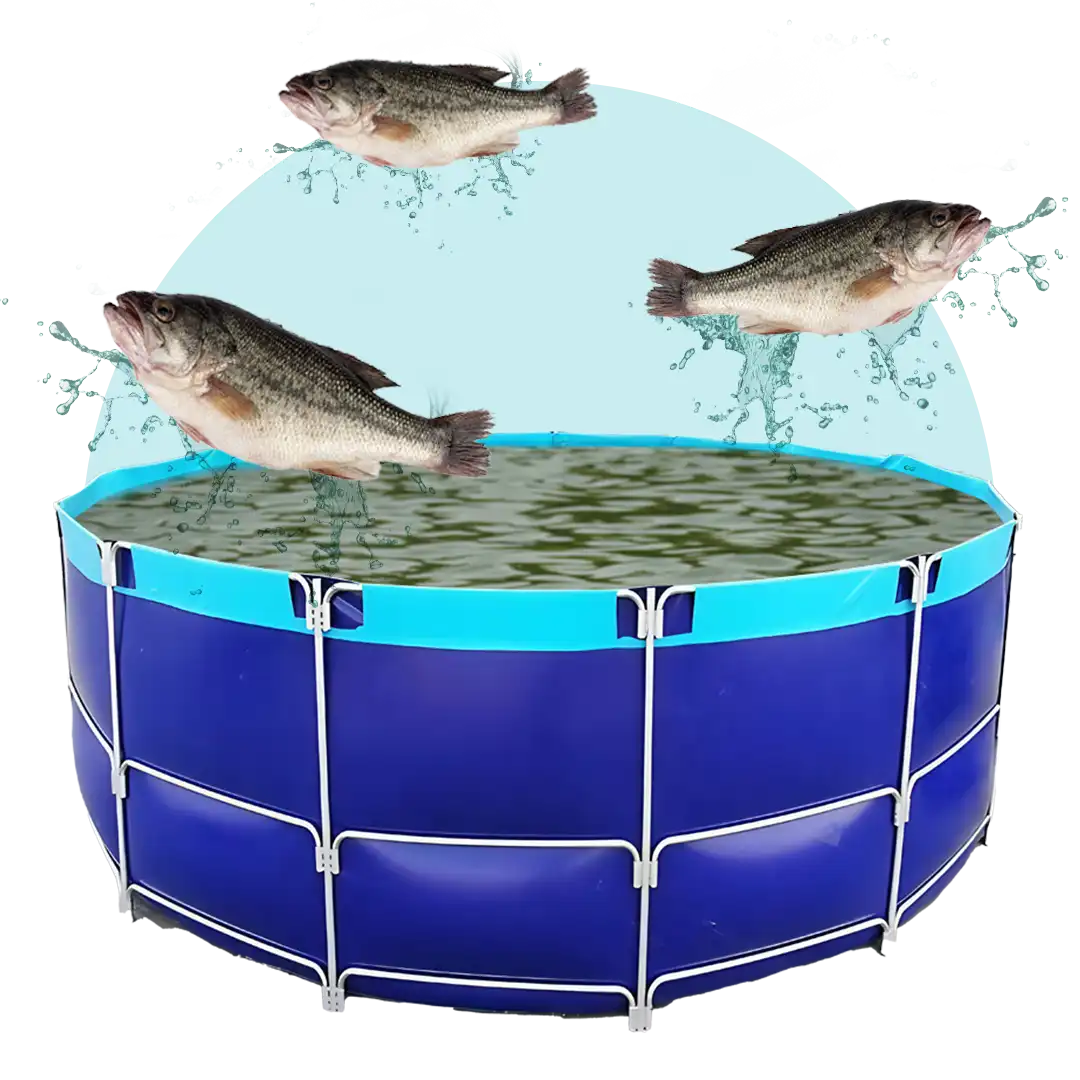 Gambar ikan yang sehat dan gemuk hasil dari penggunaan suplemen organik cair spesialis perikanan dan perairan dari GDM