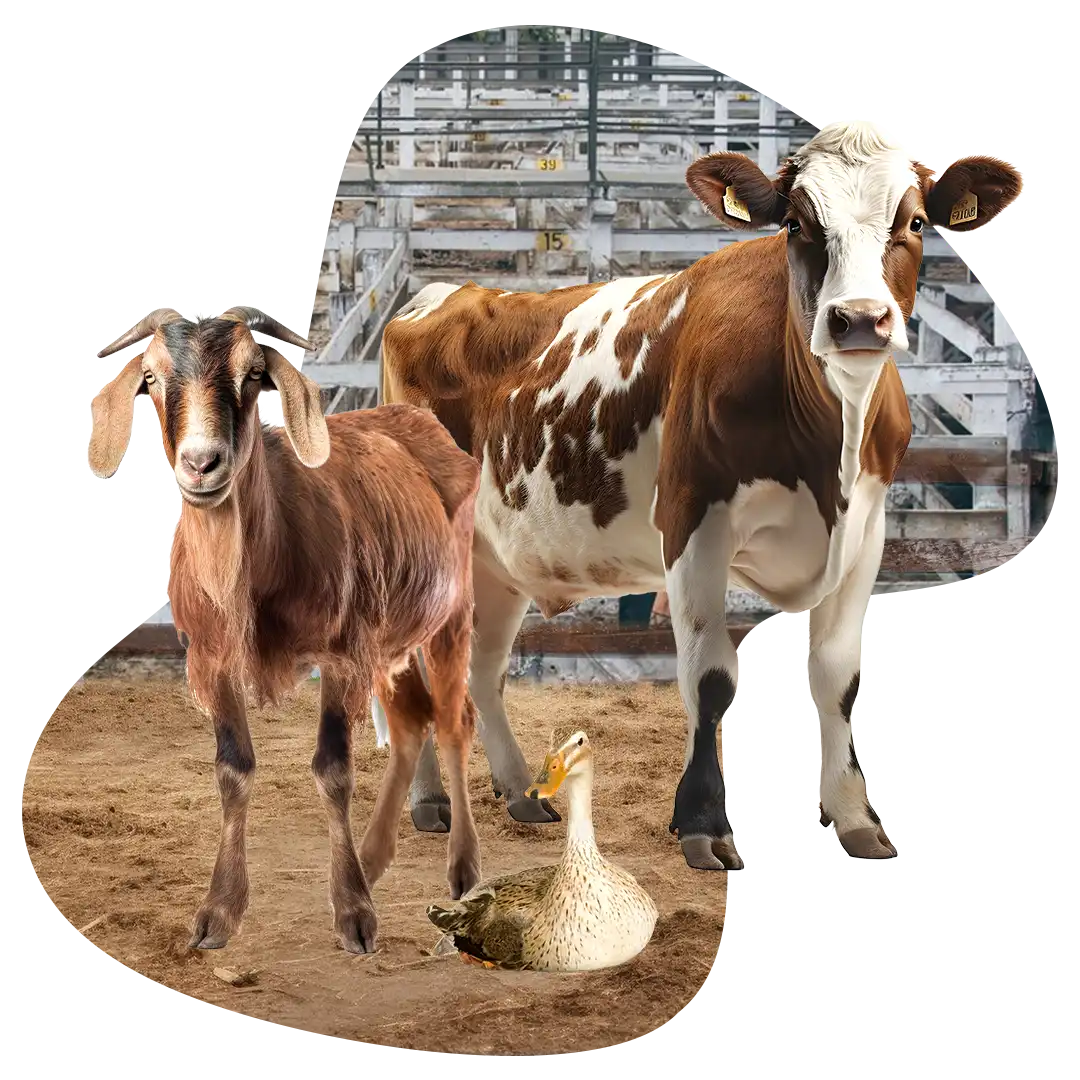 Gambar hewan ternak yang gemuk dan sehat, hasil dari penggunaan suplemen organik cair spesialis peternakan GDM