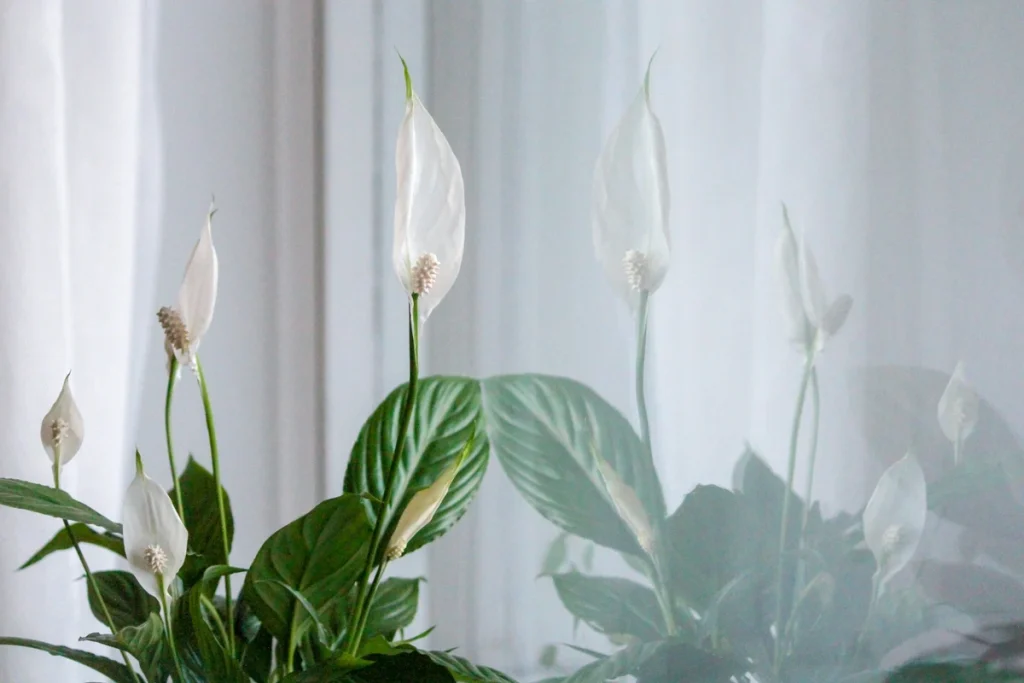 cara menanam peace lily