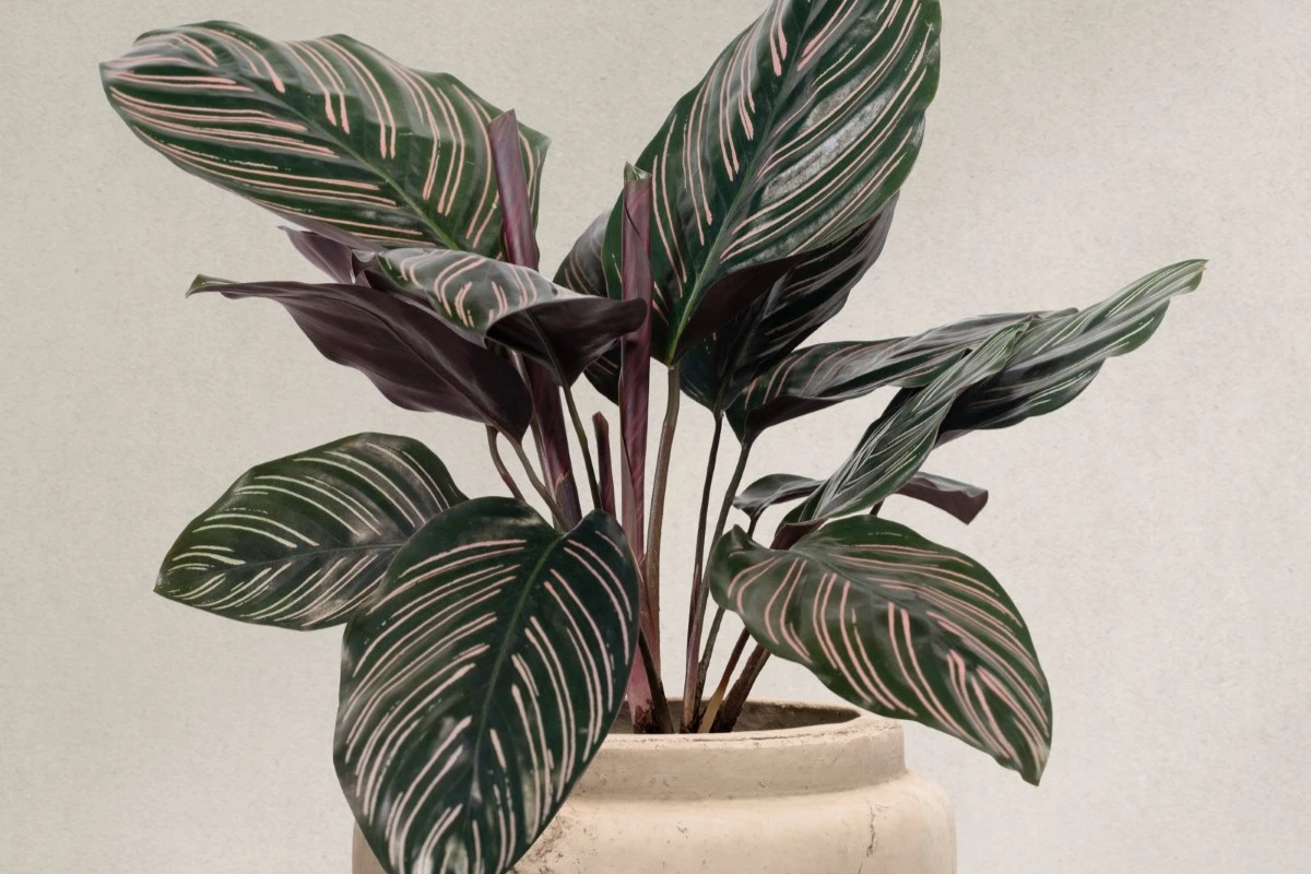 cara menanam tanaman calathea