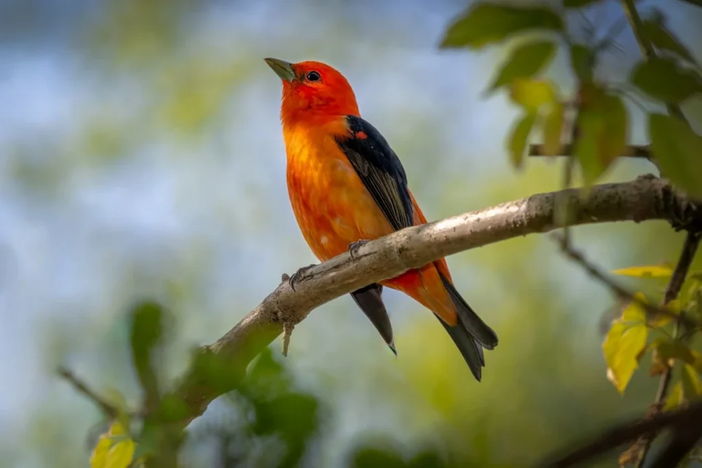cara mengatasi burung anis merah macet bunyi