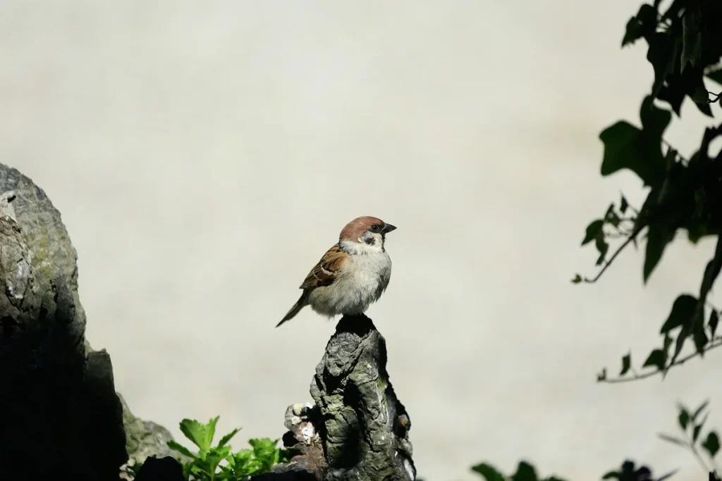cara menjinakkan burung trucukan agar cepat gacor