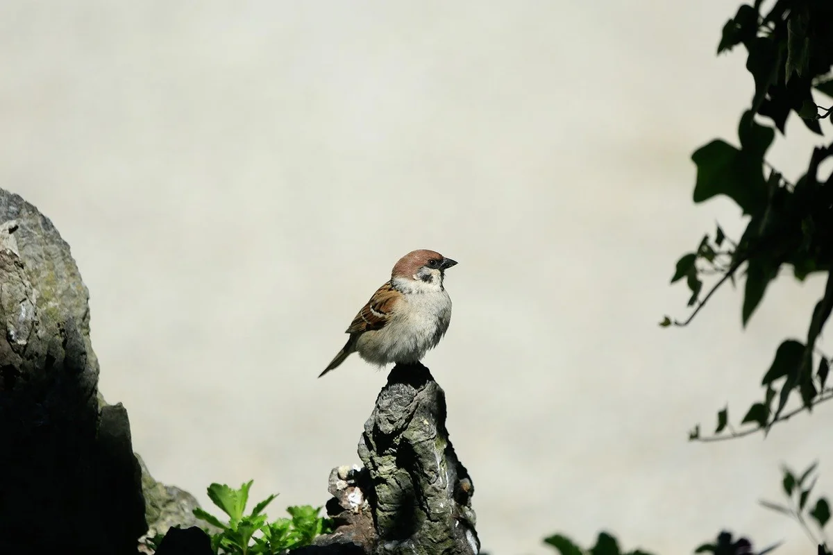 cara menjinakkan burung trucukan agar cepat gacor