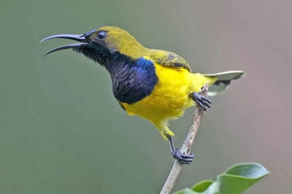 cara merawat burung sogon hasil pikatan agar cepat gacor