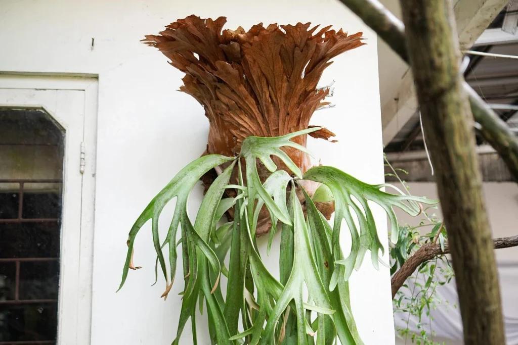 cara merawat tanaman paku tanduk rusa